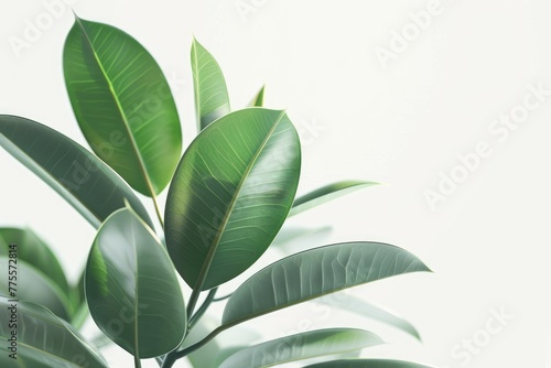 Wallpaper Mural Ficus elastica or rubber plant in pot on white background. Torontodigital.ca