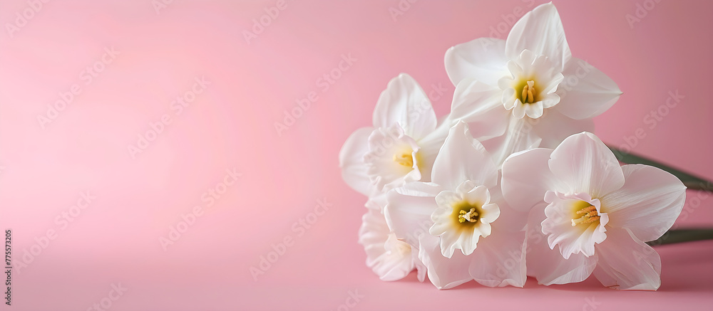 A fresh scented bouquet of white narcissus on a colored backdrop, perfect for decoration or as a gift for a celebration.