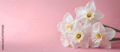 A fresh scented bouquet of white narcissus on a colored backdrop, perfect for decoration or as a gift for a celebration.