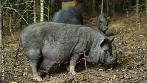 A group of wild boars in their natural habitat. Close-up of a sow. Behind her stands a boar and a small black piglet.