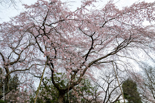 Wallpaper Mural 茨城県水戸市　桜咲く六地蔵寺 Torontodigital.ca