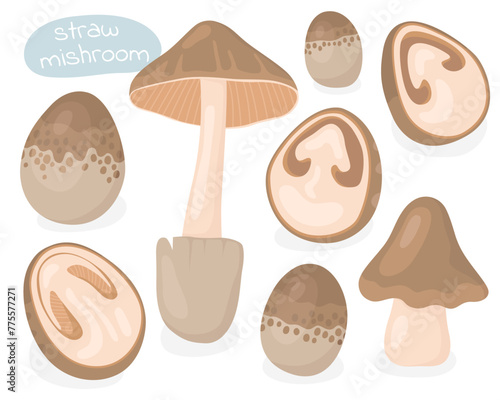 Straw mushroom. Half, piece and whole mushroom.  Mushrooms. Tasty mushrooms, ingredients.
