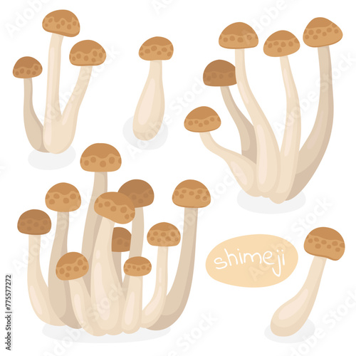 Shimeji.  Mushrooms. Tasty mushrooms, ingredients.