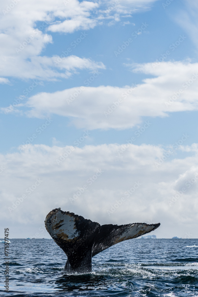 Obraz premium Close-up of the tail of a diving humpback whale -Megaptera novaeangliae. Image taken in the Graham passage, near Charlotte Bay, Antarctic Peninsula.