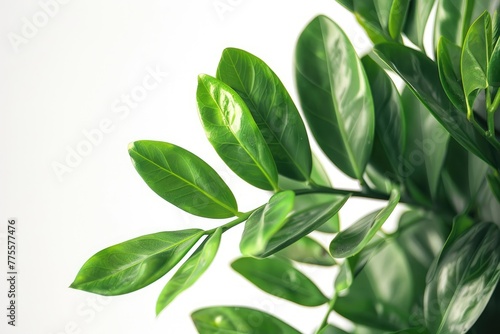 Close up view of zz plant on white background