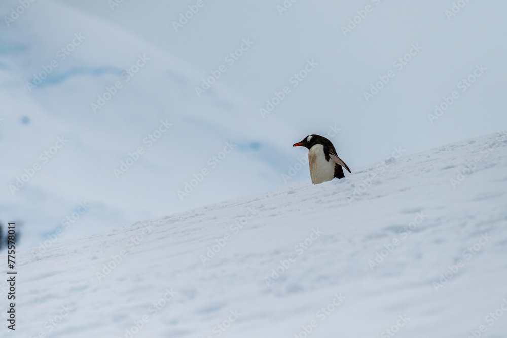 Fototapeta premium Close-up of a Gentoo Penguin -Pygoscelis papua- walking along a penguin highway in a snowy landscape of the colony at Danco island, on the Antarctic Peninsula