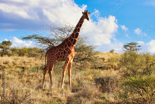 A magnificent endangered Reticulated Giraffe endemic to North Kenya in the bright afternoon sun with bright blue skies at the vast  Buffalo Springs Reserve in Samburu County  Kenya
