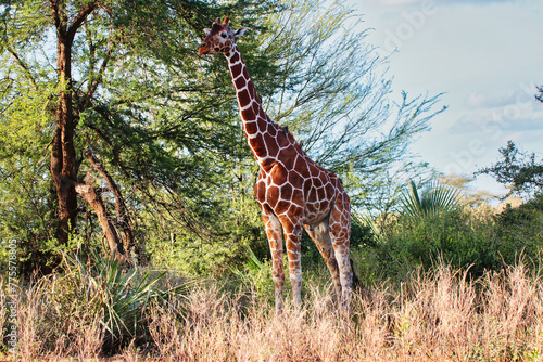 An endangered Reticulated Giraffe endemic to North Kenya  in the bright afternoon sun watches out for danger at the Buffalo Springs Reserve in Samburu County  Kenya