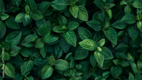 Lush greenery with close-up on leaves