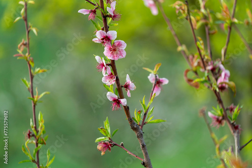 Arbre en fleurs au printemps