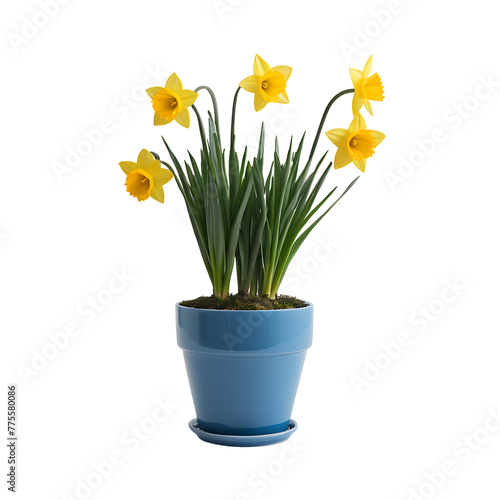 Daffodil element in PNG format with transparent background © Mehedi