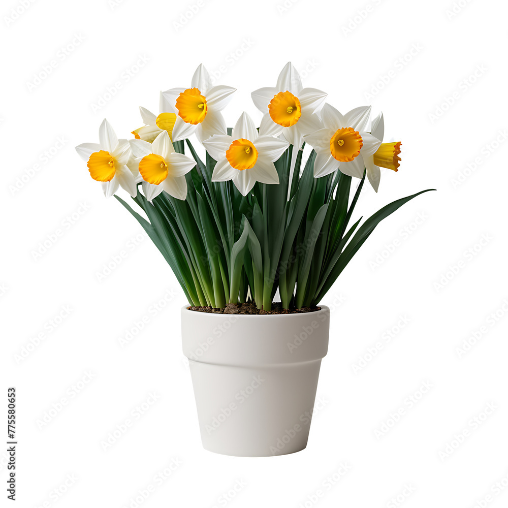 Daffodil element in PNG format with transparent background