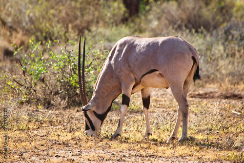 An endangered Beisa Oryx native to North Kenya grazes on the short dry grass in the savanna plains  of the vast Samburu area at the Buffalo Springs Reserve in Samburu County  Kenya