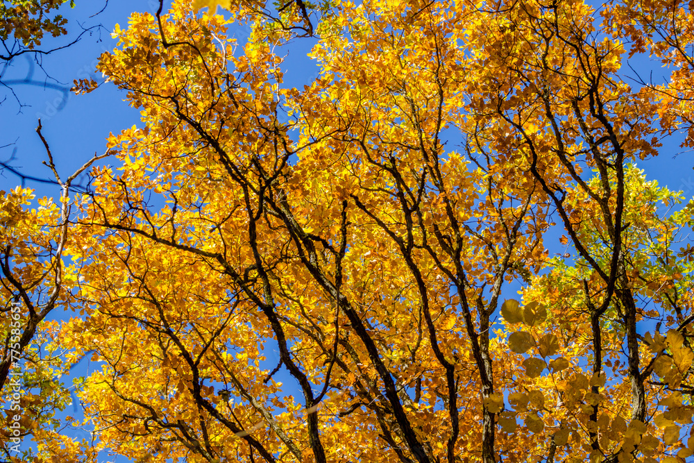 Yellow autumn foliage of trees against the blue sky, beautiful background Yellow autumn foliage of trees against the blue sky, beautiful background