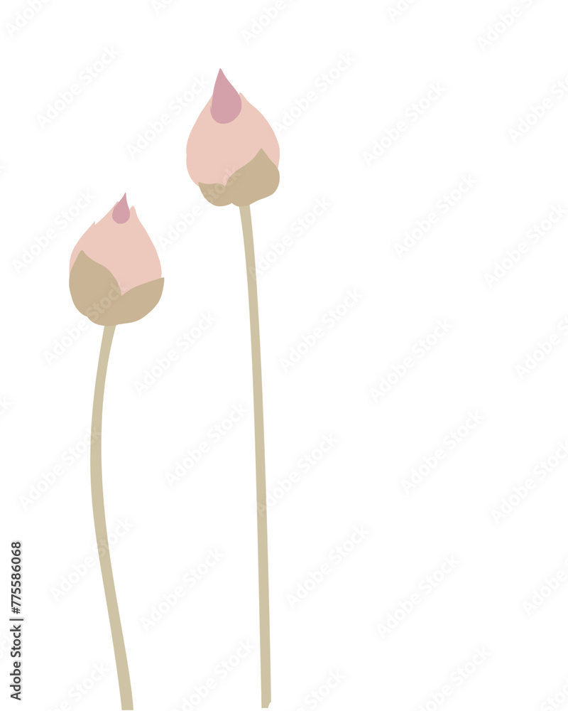 Illustration of pink lotus flower Illustration of pink lotus flower