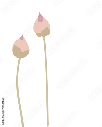 Illustration of pink lotus flower