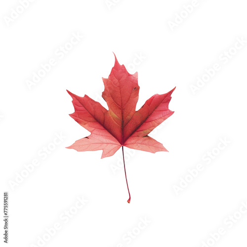 Single red leaf on Transparent Background