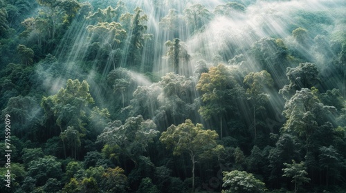 Aerial view of rainforest in the morning with sunbeams