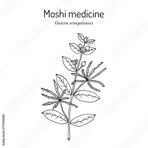 Moshi medicine, or guier du Senegal (Guiera senegalensis), medicinal plant. Hand drawn botanical vector illustration