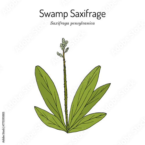 Swamp Saxifrage (Saxifraga pensylvanica), medicinal and edible plant. Hand drawn botanical vector illustration photo