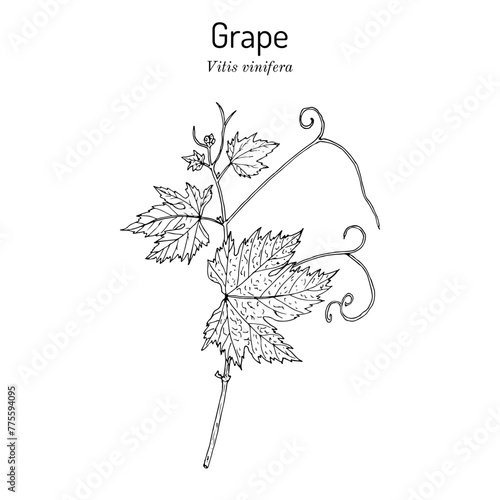 Grape, Vitis vinifera, branch with leaves, edible and medicinal plant. Botanical hand drawn vector illustration