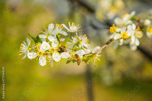 Close-up of a bee pollinating white spring blossoms on a sunny day