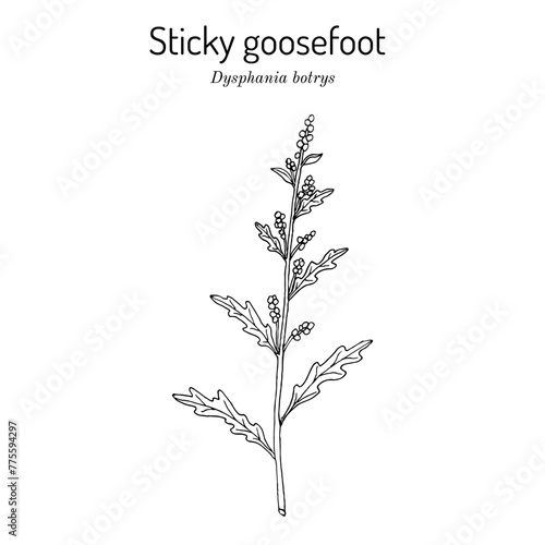 Sticky goosefoot (Dysphania or Chenopodium botrys ), medicinal and edible plant. Hand drawn botanical vector illustration photo