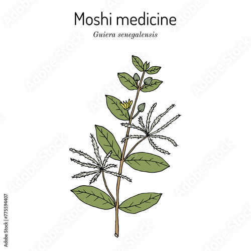 Moshi medicine, or guier du Senegal (Guiera senegalensis), medicinal plant. Hand drawn botanical vector illustration