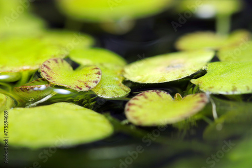 水面に繁茂する浮葉植物アマゾンフロッグビット（自然光＋マクロ接写写真） photo