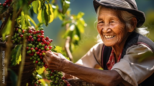 Close-up of a happy smiling elderly woman from the indigenous Akha tribe, wearing a hat, picking berries on an organic coffee plantation on a sunny day. Chiang Mai, Thailand