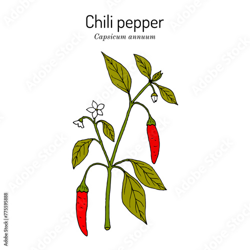 Chili pepper (Capsicum annuum), or cayenne, edible and medicinal plant. Hand drawn vector illustration