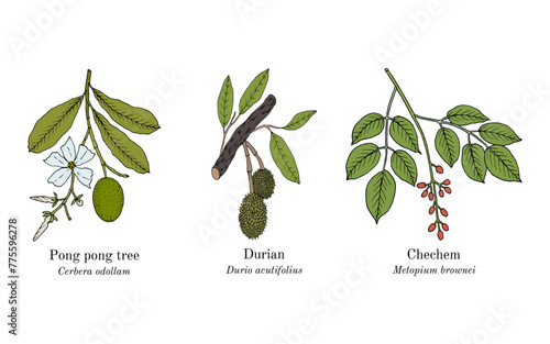 Collection of edible and medicinal plants photo