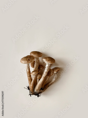 On a beige background lies a family of mushrooms with a mushroom bed. copy space. Mushroom Trend