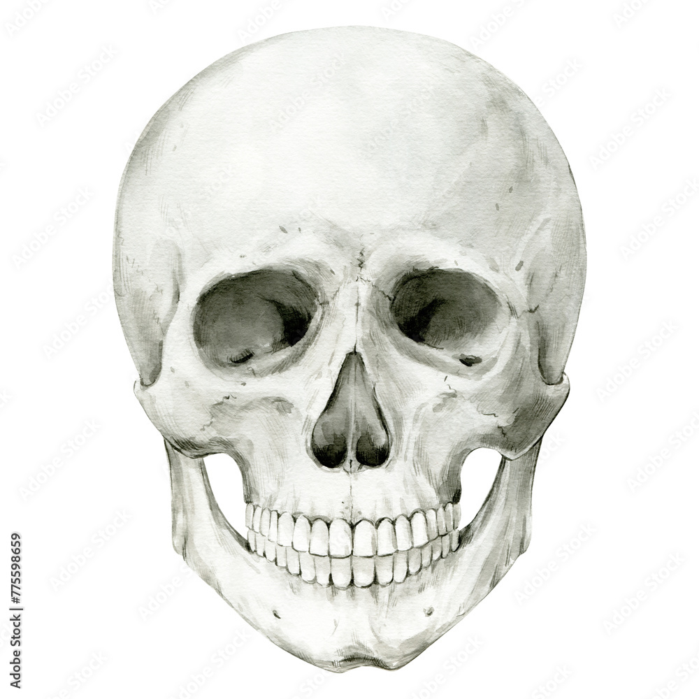 Illustration of a human skull on a white background. Watercolor Halloween decor, vintage mystical decor. Vintage cranium on the front. Anatomic detailed drawing of a skeleton bone.