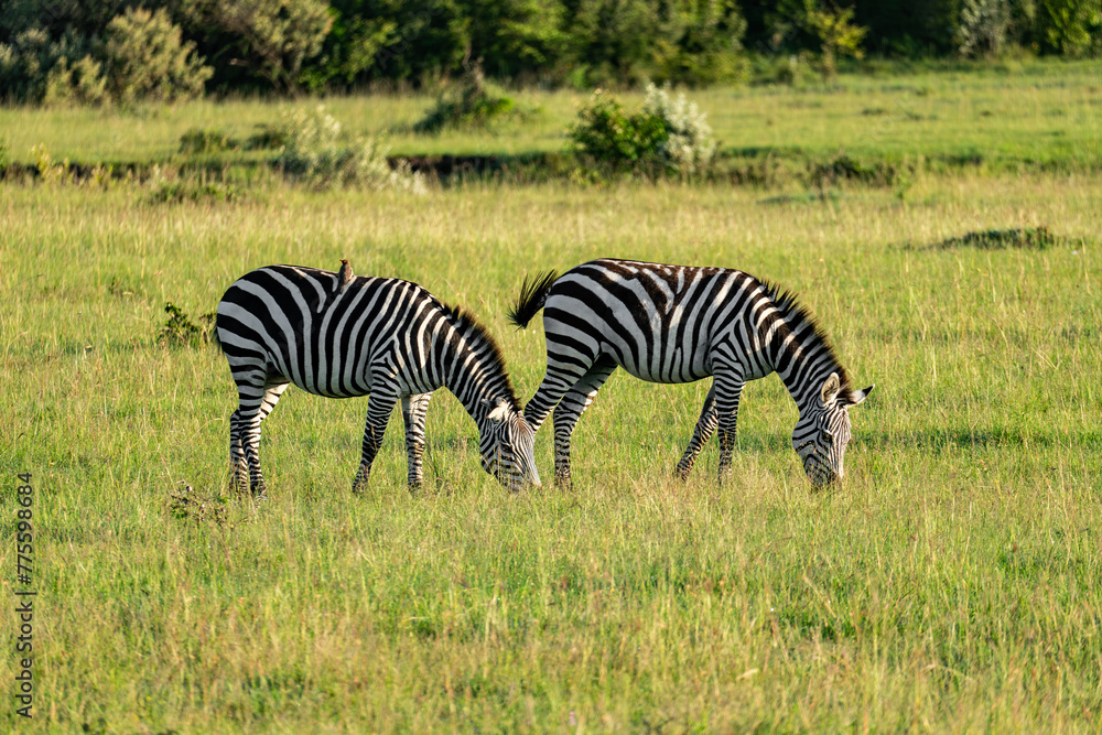 zebra eating grass, africam Safari, Mexico zebra eating grass, africam Safari, Mexico