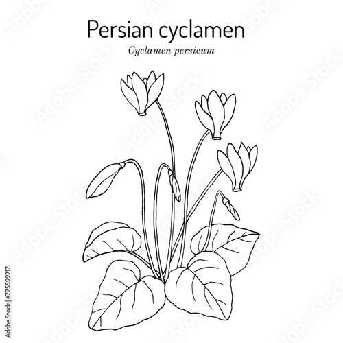 Bild auf Leinwand Persian cyclamen (cyclamen persicum), ornamental plant