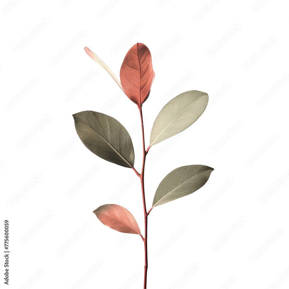 A plant with leaves on a Transparent Background A plant with leaves on a Transparent Background