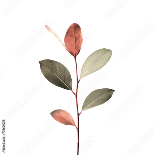 A plant with leaves on a Transparent Background