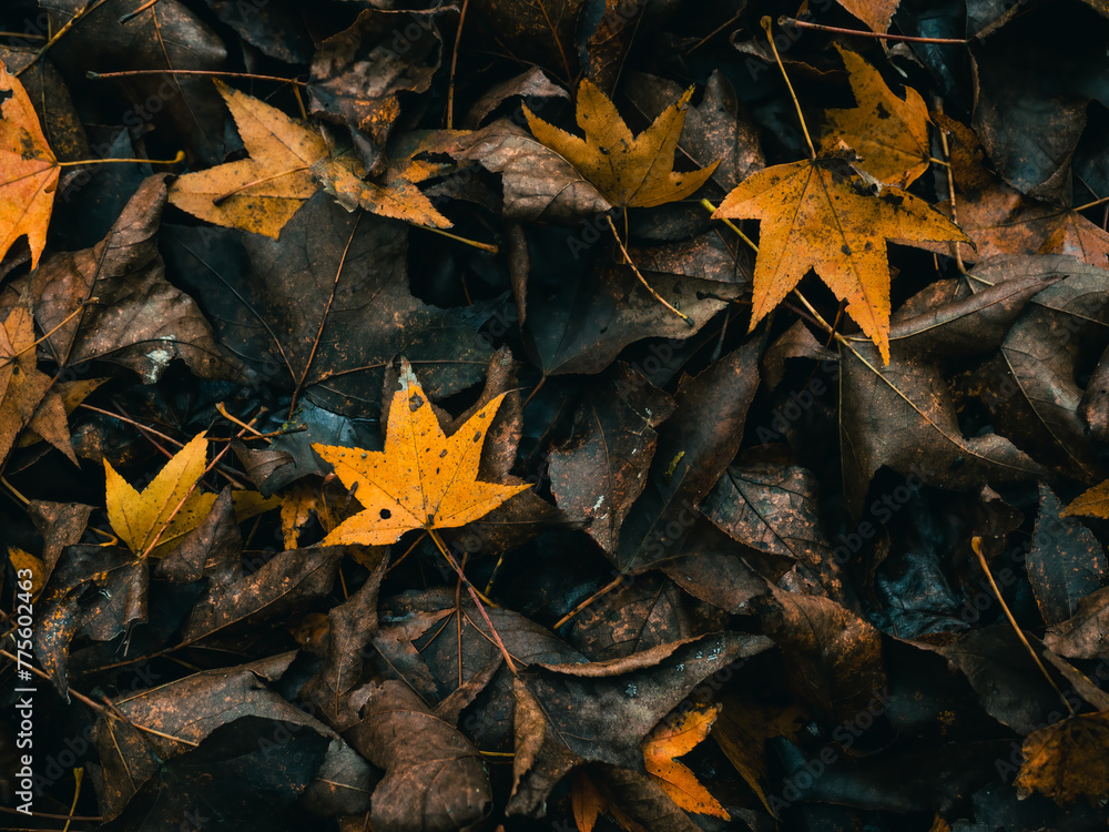The ground is covered with withered maple leaves and orange maple leaves. The ground is covered with withered maple leaves and orange maple leaves.