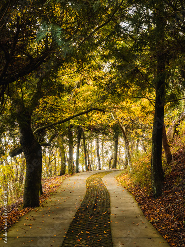 A beautiful trail surrounded by green trees on both sides. © Rockku