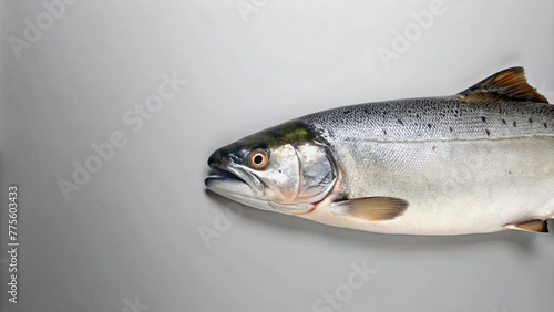 Fresh salmon against a white background