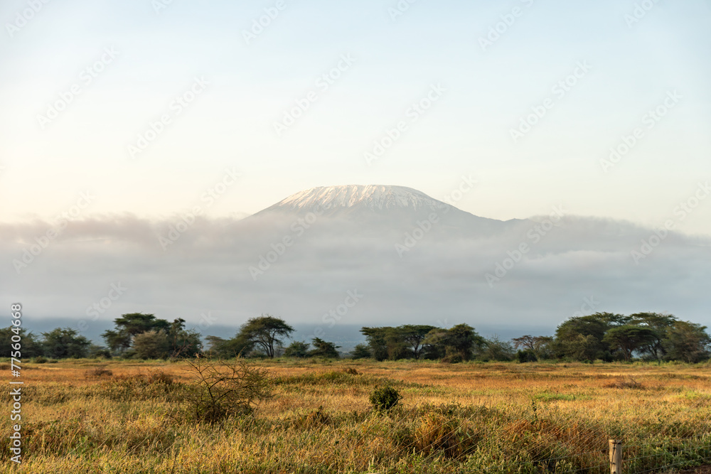 beautiful view of the African savanna and Kilimanjaro volcano. Snow on top of Mount Kilimanjaro in Amboseli