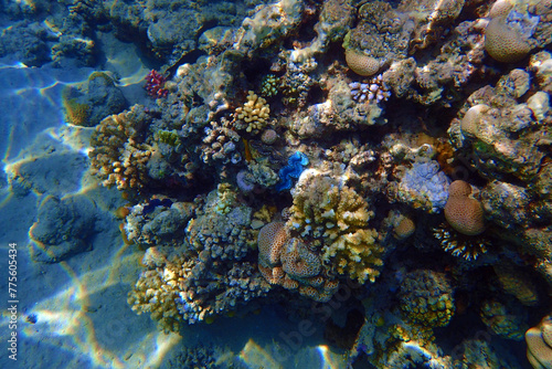 nice coral reef in the Egypt, Safaga © jonnysek