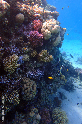 nice coral reef in the Egypt, Safaga © jonnysek