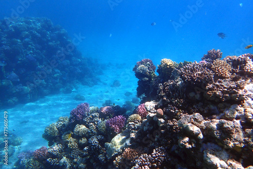 nice coral reef in the Egypt  Safaga