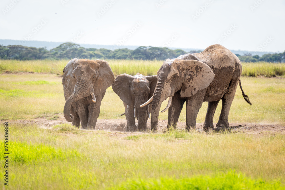 Elephant in Tsavo East National park. Kenya. A family of African elephants bathes in mud.