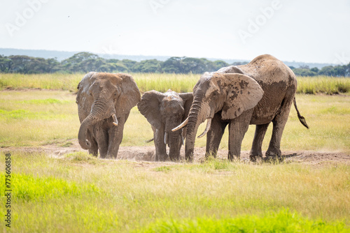 Elephant in Tsavo East National park. Kenya. A family of African elephants bathes in mud.