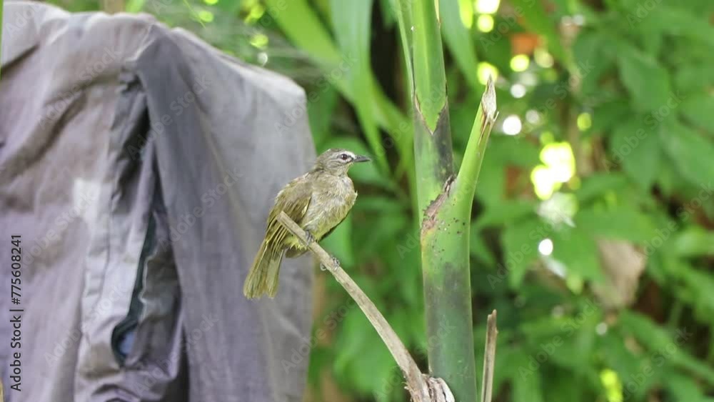 bird on a branch bird on a branch