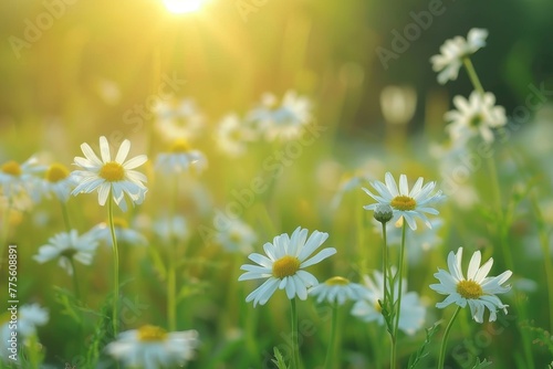Field Full of White Daisies With Sun in Background