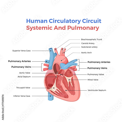 Human circulatory system. Diagram of circulatory system with main parts labeled. Vector illustration of great and small circles of blood circulation in flat style. Human circulatory system